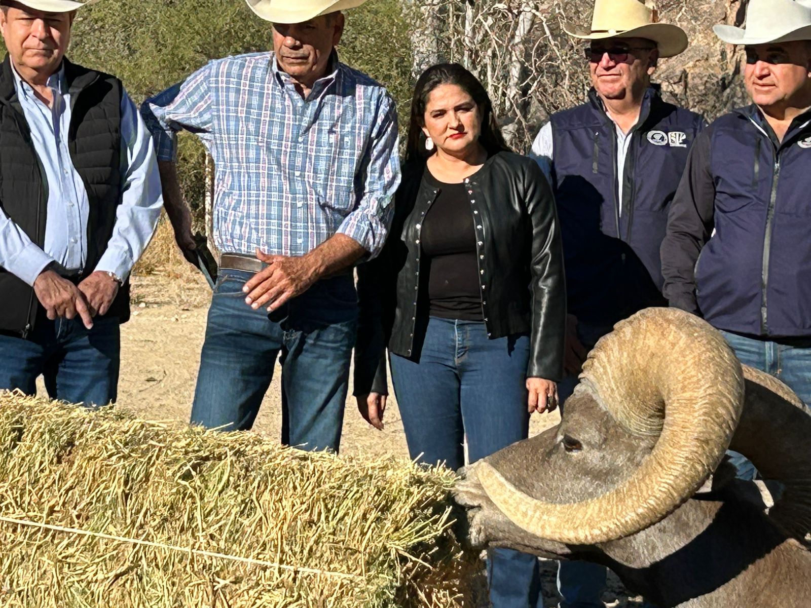 Contribuye Gobierno de Sonora a recuperación del borrego cimarrón con liberación de 20 animales: Celida López